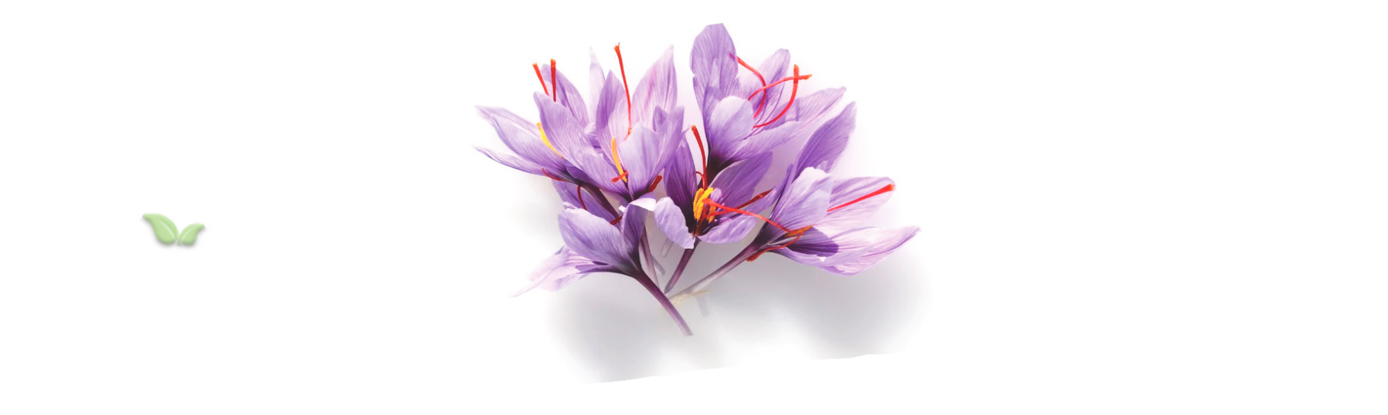farmers harvesting saffron flowers demonstrating labor intensive process