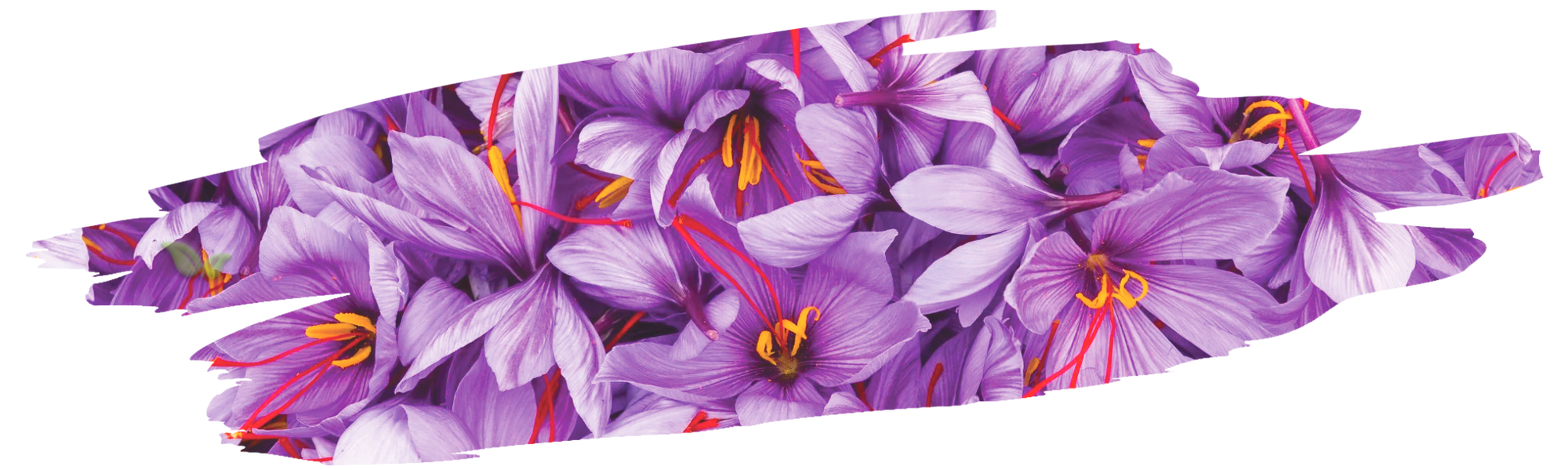 harvesting saffron threads from flower demonstrating traditional hand picking