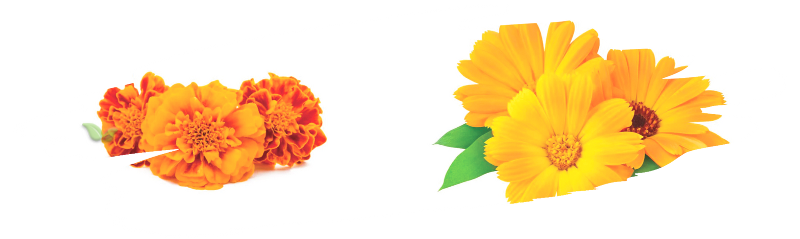 comparison of calendula and marigold blooms demonstrating botanical differences