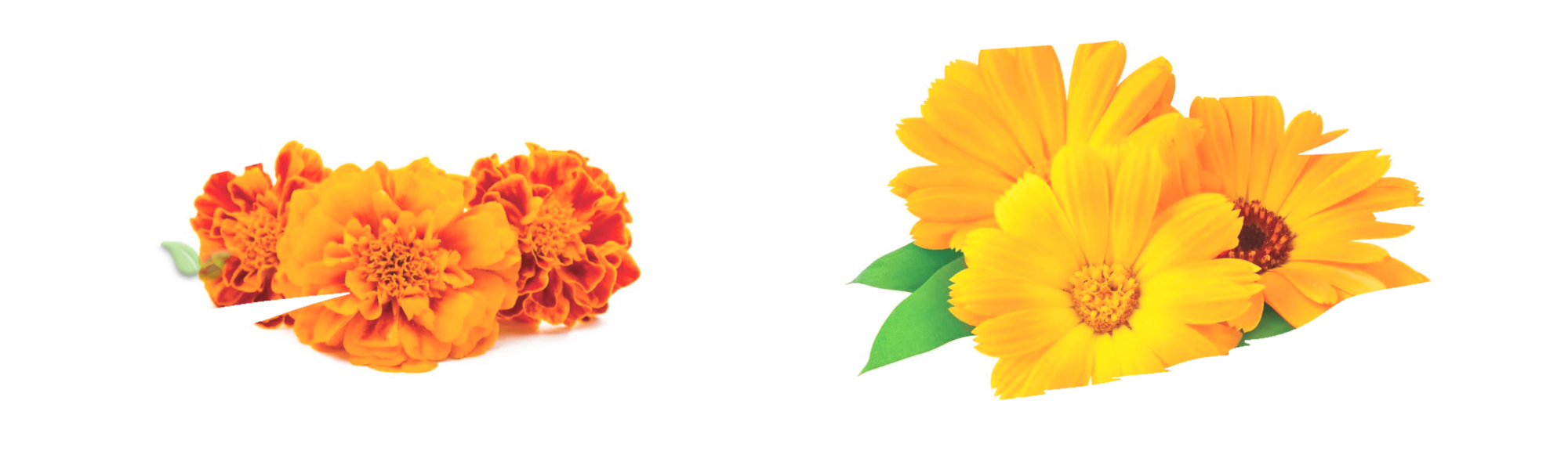comparison of calendula and marigold blooms demonstrating botanical differences