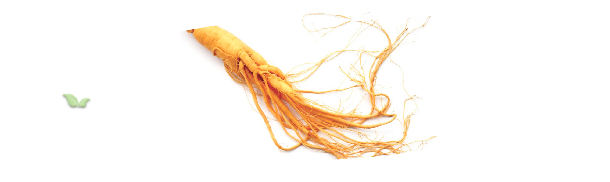 close up of ginseng plant demonstrating botanical appearance