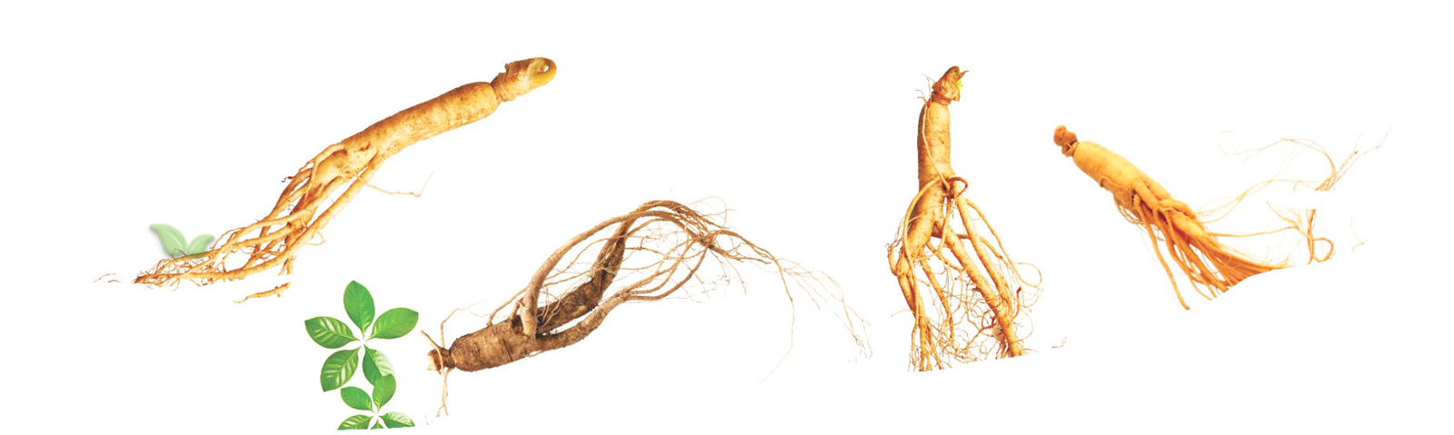 comparison of asian american and siberian ginseng demonstrating visual diversity