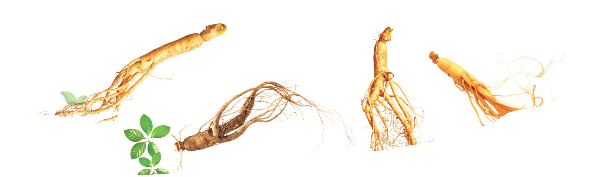 comparison of asian american and siberian ginseng demonstrating visual diversity