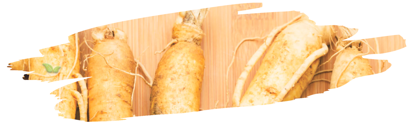 comparison of ginseng types demonstrating texture and growth variation