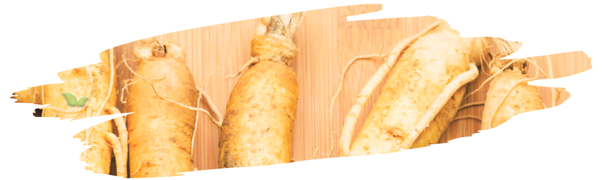 comparison of ginseng types demonstrating texture and growth variation