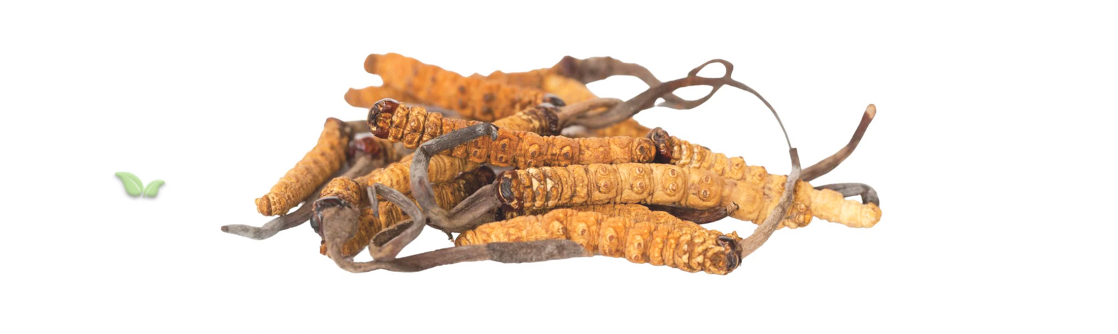 close up of cordyceps fungus demonstrating natural culinary and supplement form