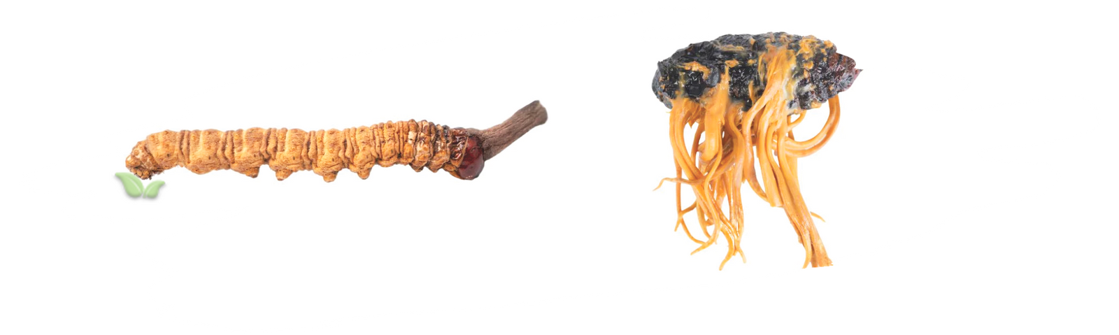 comparison of cordyceps types demonstrating texture and form variations