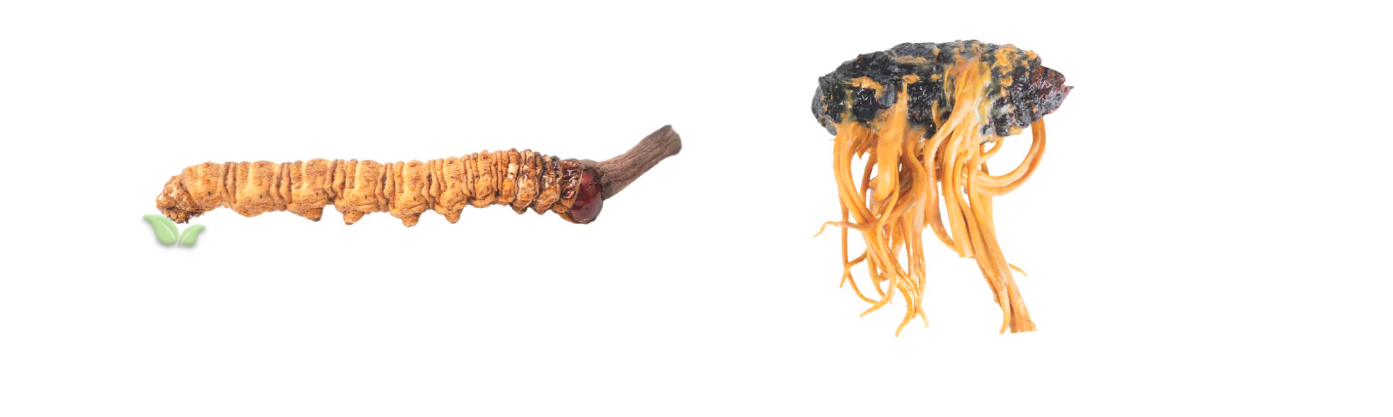 comparison of cordyceps types demonstrating texture and form variations