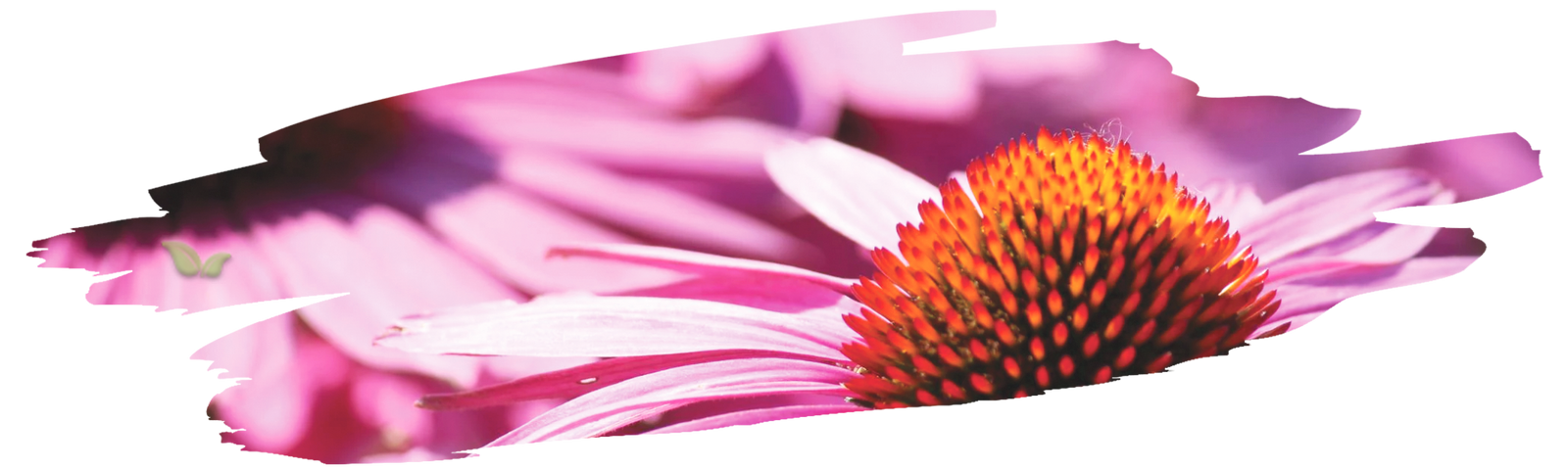 close up of echinacea plant demonstrating popular herbal species