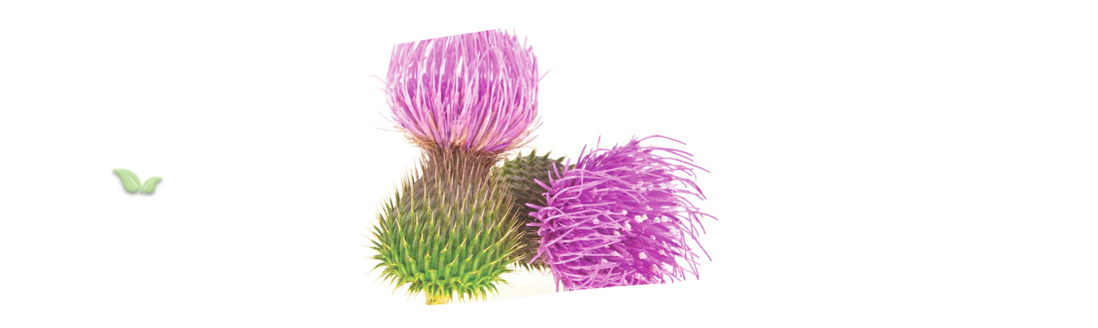 close up of milk thistle seeds demonstrating natural herbal use