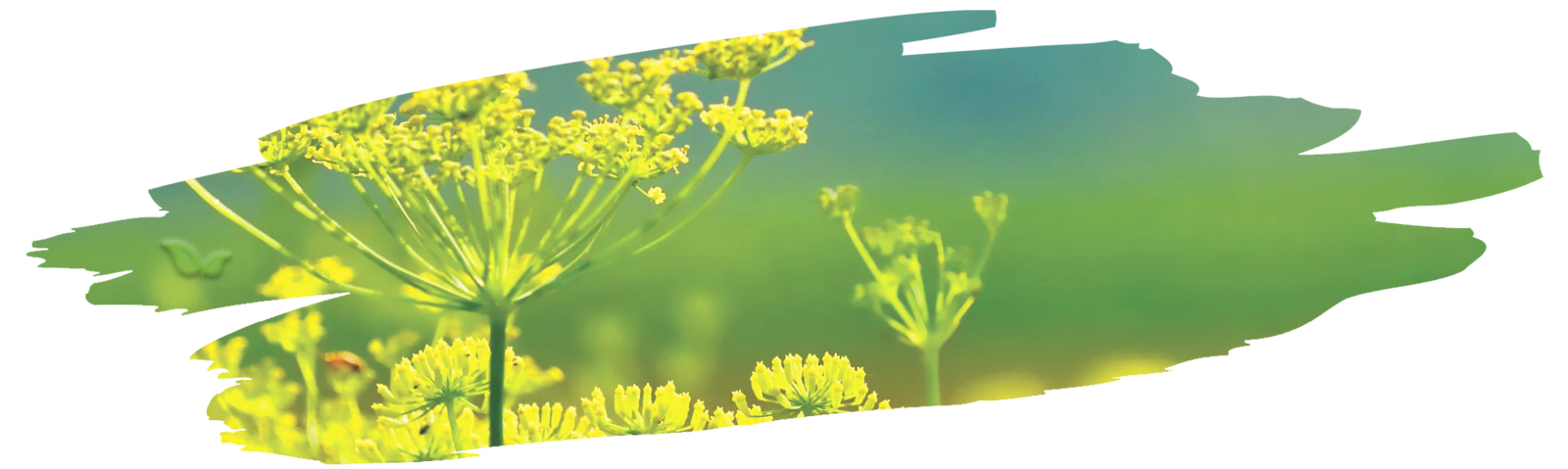 close up of fennel blossoms demonstrating aromatic and culinary use