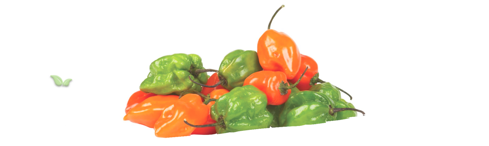 close up of habanero pepper demonstrating intense heat and fruity flavor
