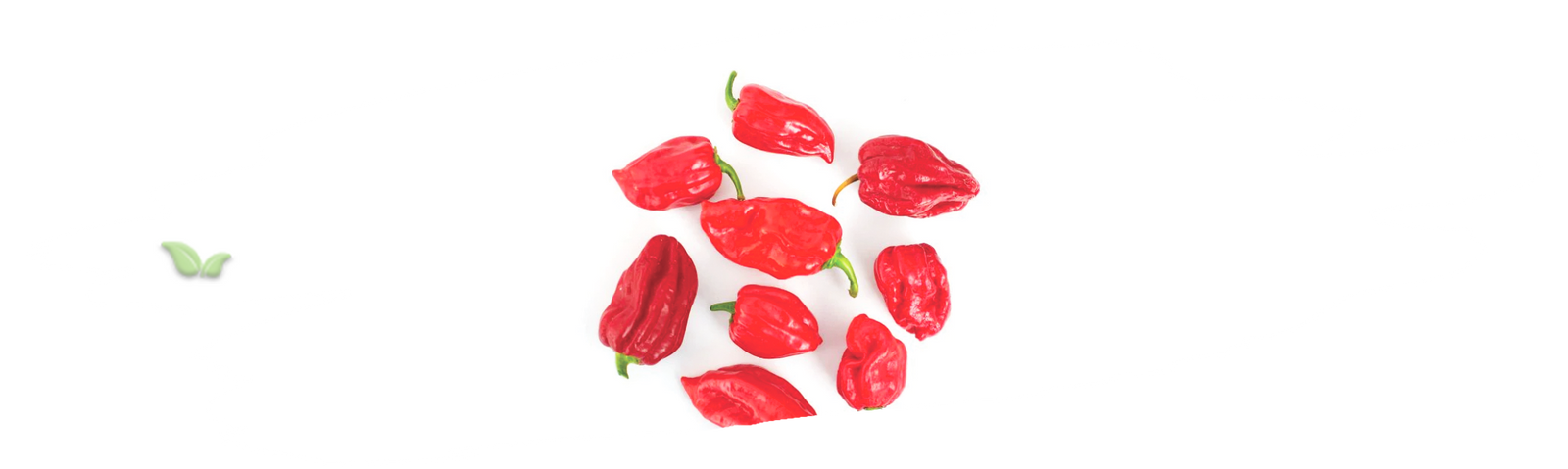 chef adding habanero to salsa demonstrating versatile spicy uses