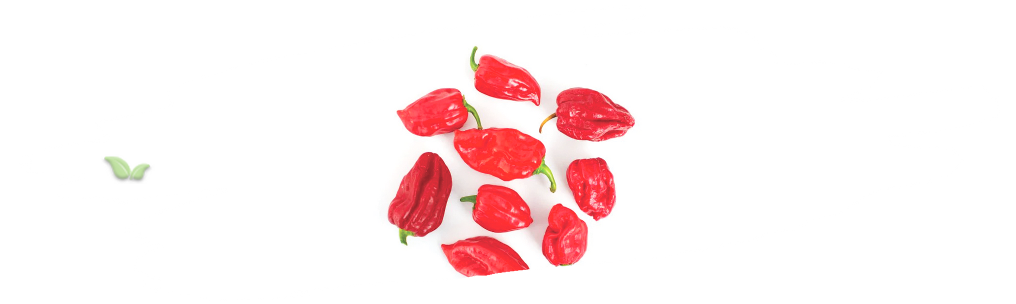 chef adding habanero to salsa demonstrating versatile spicy uses