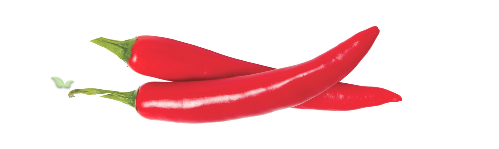 scientist analyzing chili extract demonstrating capsaicin chemical properties