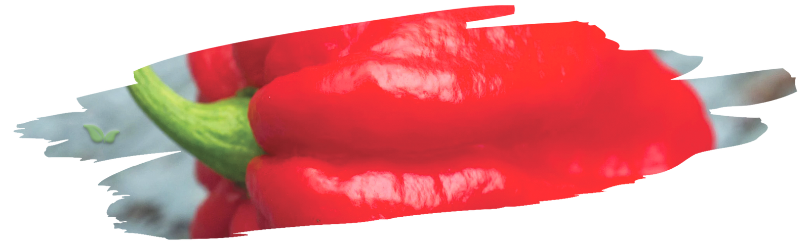 close up of red carolina reaper pod demonstrating extreme heat and wrinkled texture