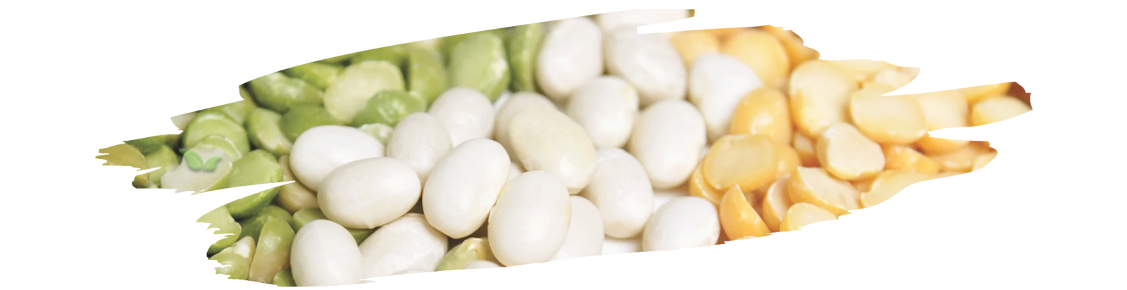 assorted dry beans arranged demonstrating global diversity of legumes