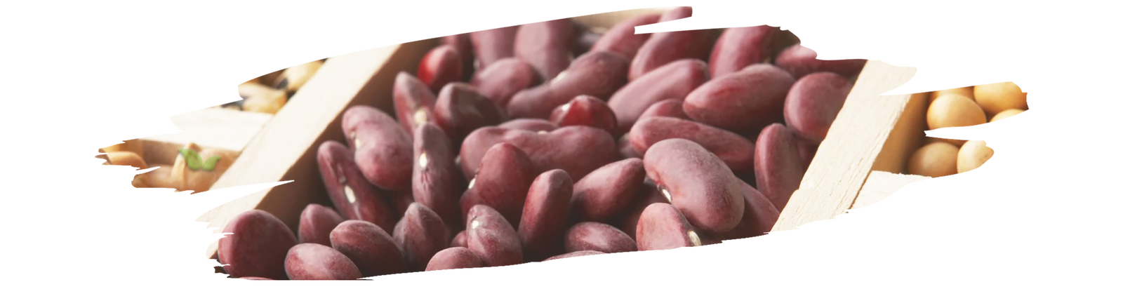 chef cooking beans on stove demonstrating proper soaking and cooking steps