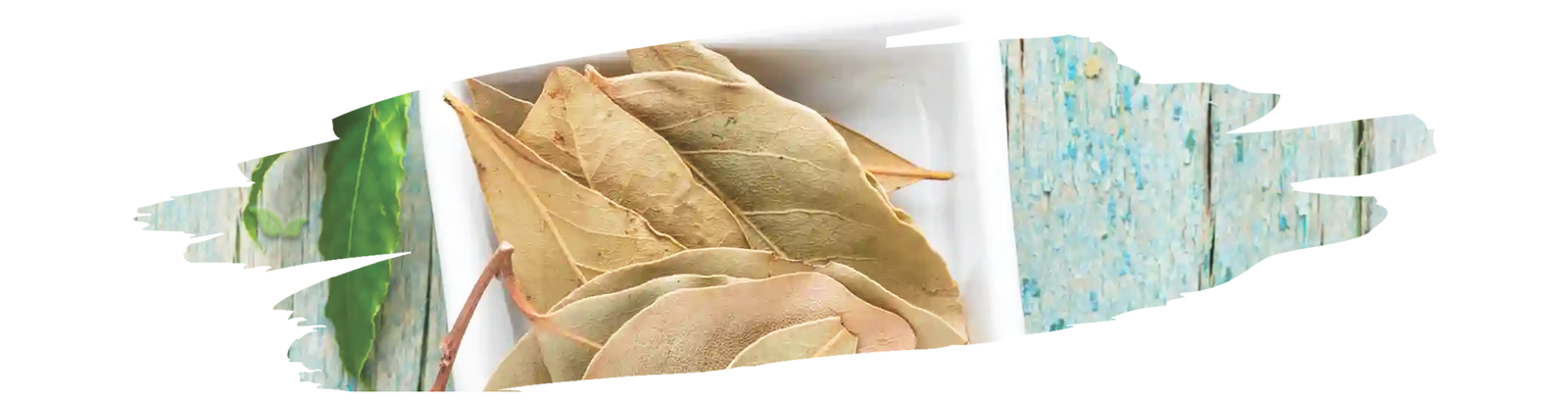 fresh and dried bay leaves arranged demonstrating types used in cooking