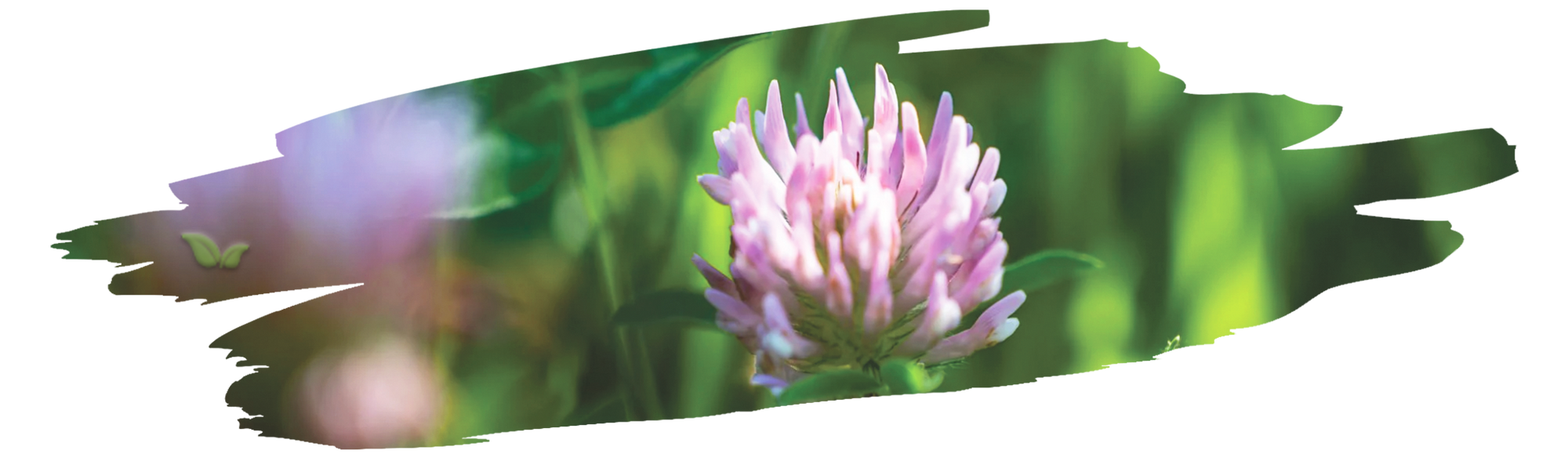 dish decorated with chive blossoms demonstrating visual and flavor appeal