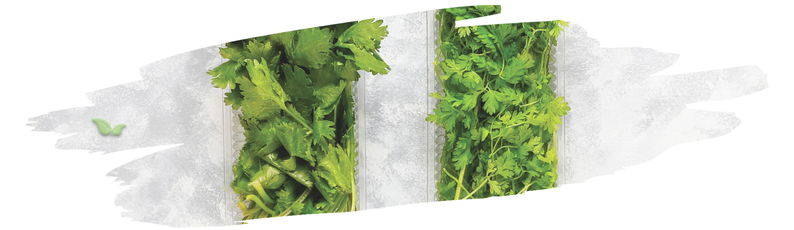 close up of cilantro plants demonstrating different flavors and aromas