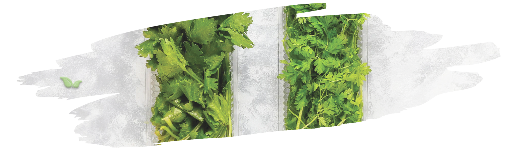 close up of cilantro plants demonstrating different flavors and aromas