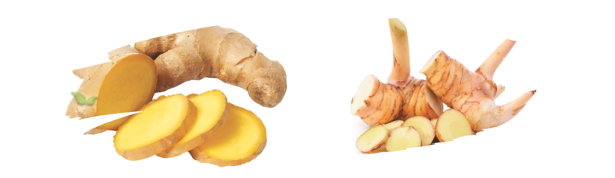 comparison of ginger and galangal highlighting flavor and aroma distinctions