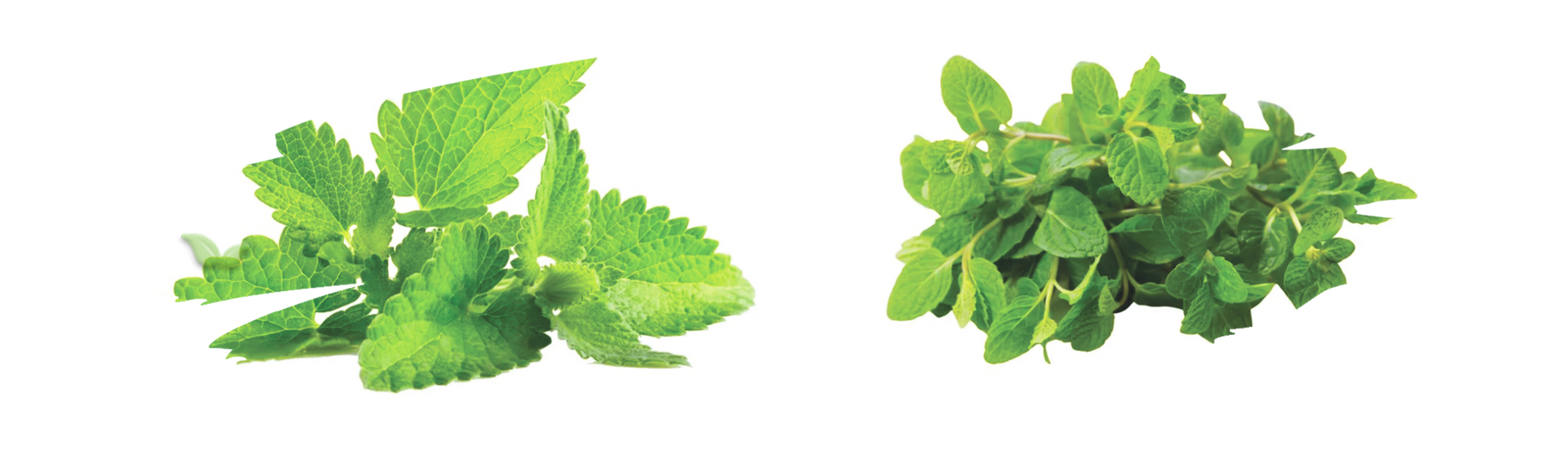comparison of mint varieties highlighting aroma and culinary uses