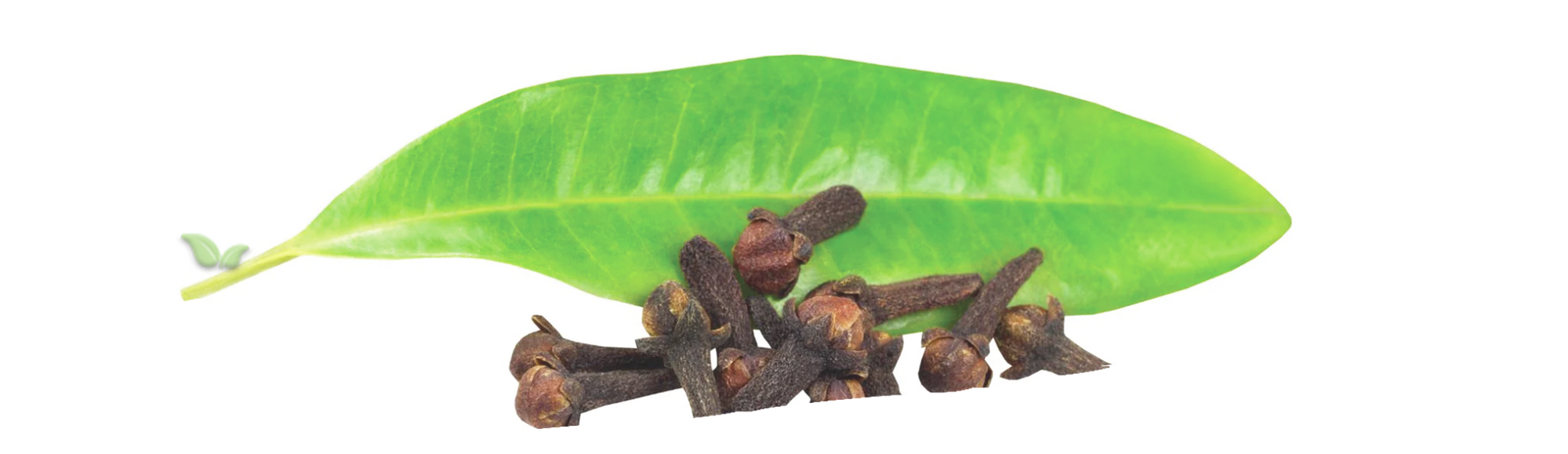 harvested cloves displayed demonstrating centuries old spice trade