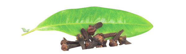 The Origins of Cloves: Aromatic Spice History - iSpice You