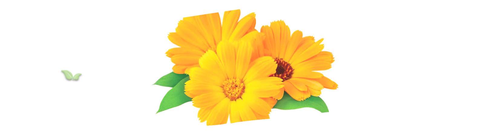 bowl of dried calendula used for tea and seasoning demonstrating natural flavor