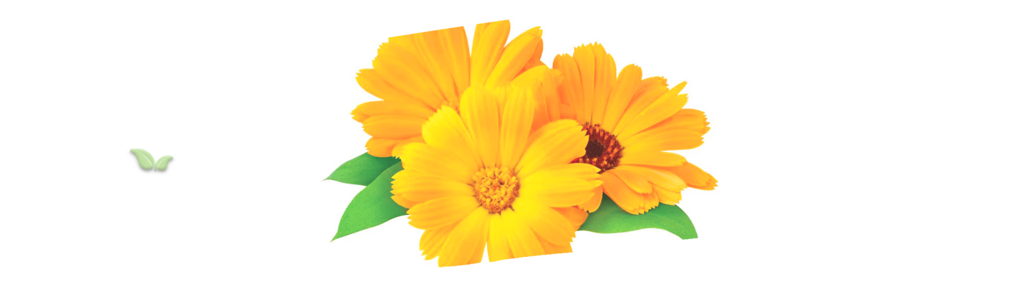 bowl of dried calendula used for tea and seasoning demonstrating natural flavor