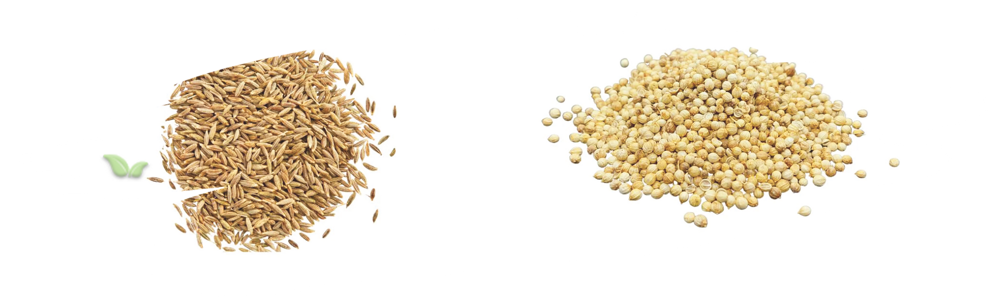 comparison of cumin and coriander demonstrating aroma and flavor contrast