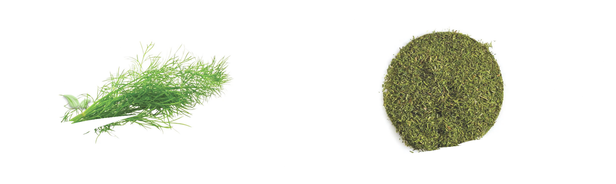 comparison of dill forms demonstrating flavor intensity and culinary uses