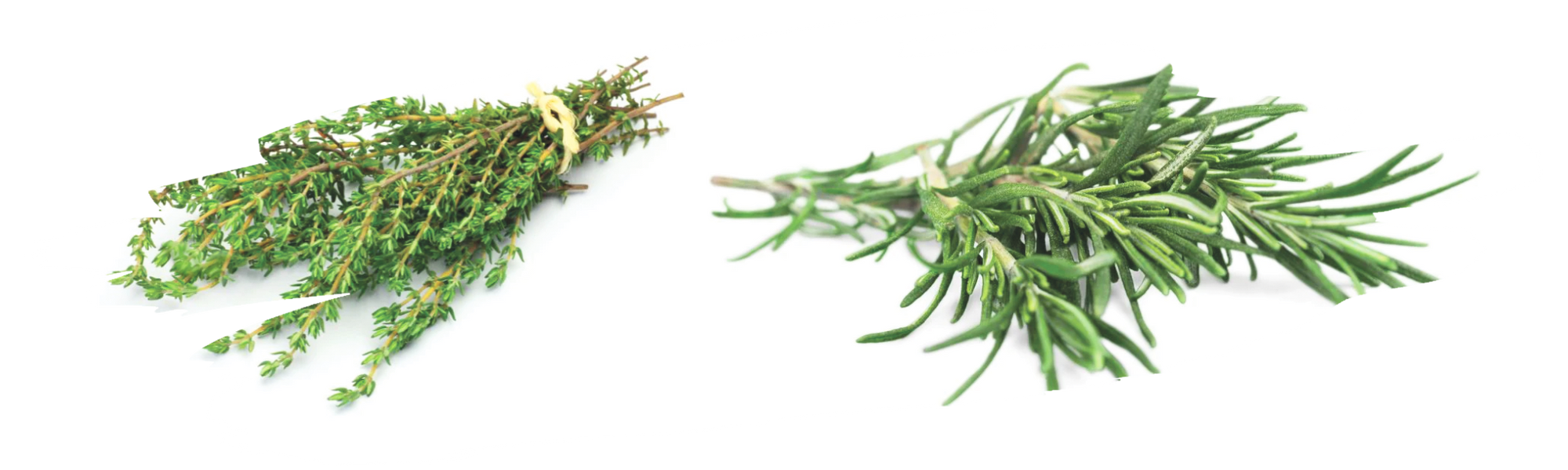 comparison of herbs demonstrating aroma and cooking versatility