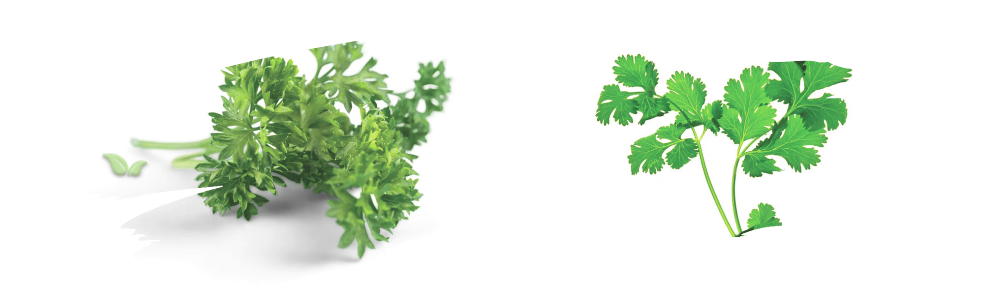 comparison of herbs demonstrating flavor and culinary application contrast