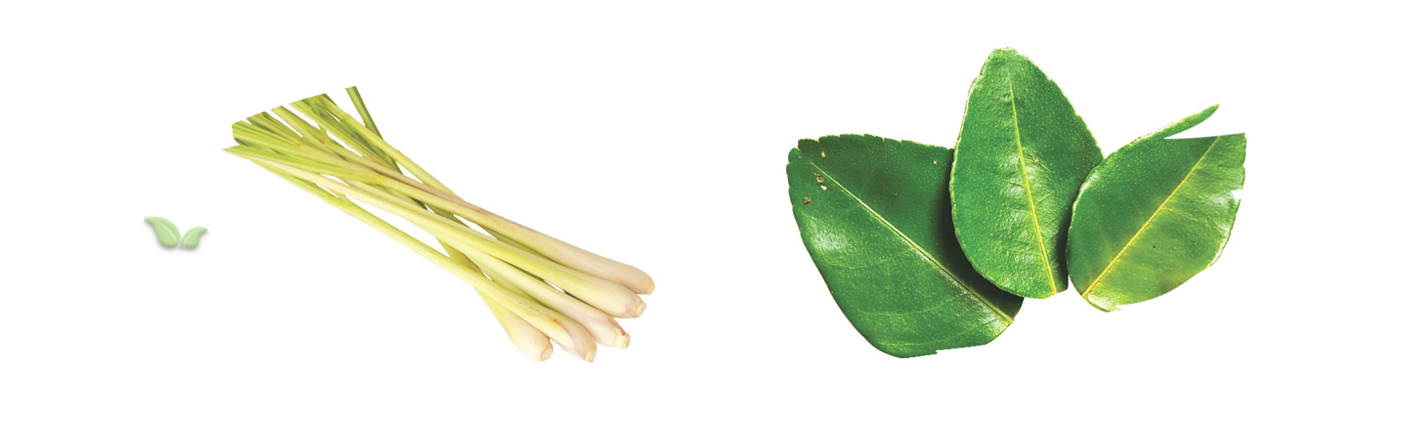 comparison of asian herbs demonstrating aroma and flavor distinction