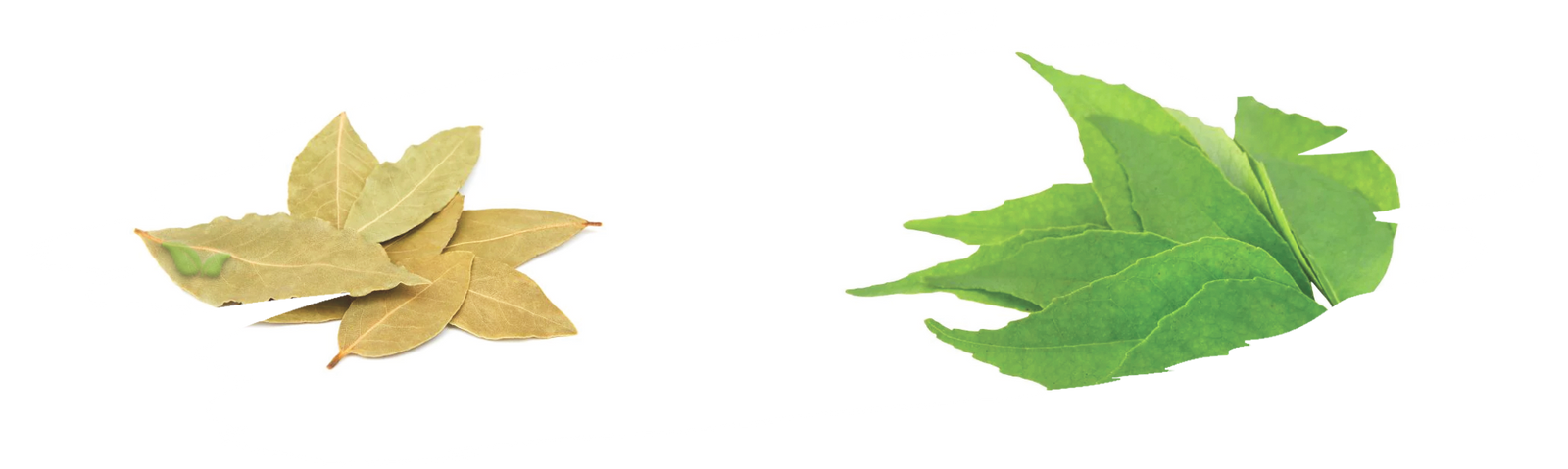 comparison of aromatic leaves demonstrating regional cooking uses