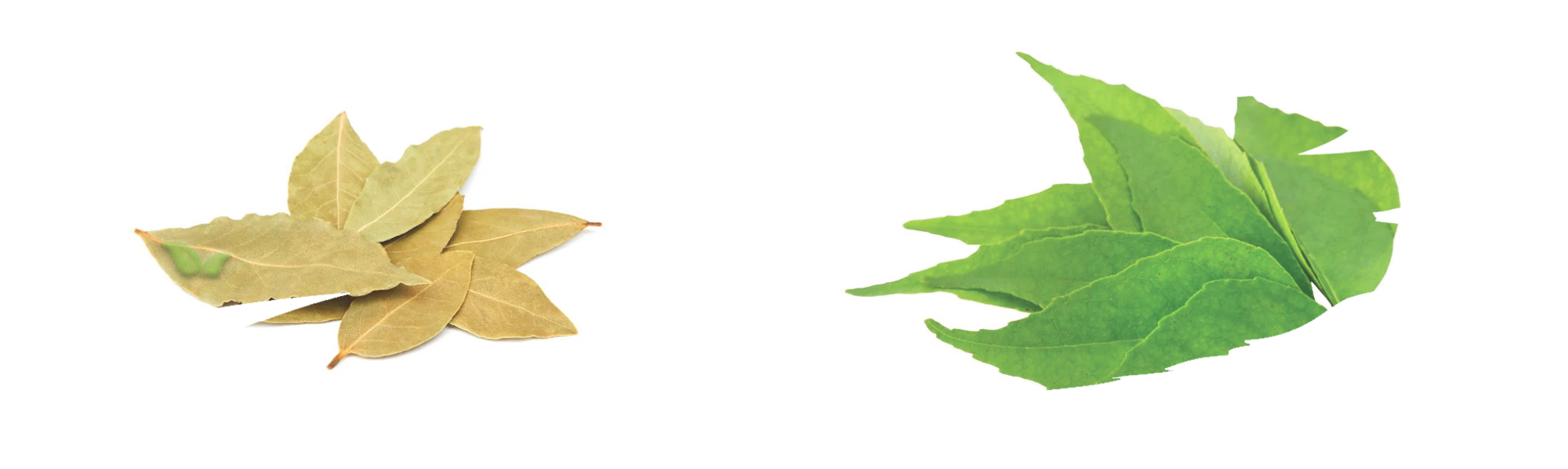 comparison of aromatic leaves demonstrating regional cooking uses