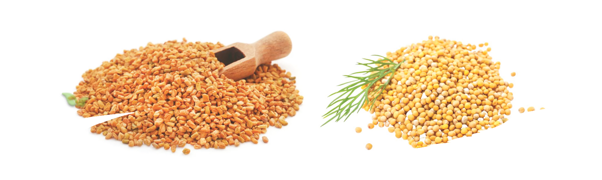 comparison of spice seeds demonstrating flavor and culinary usage differences