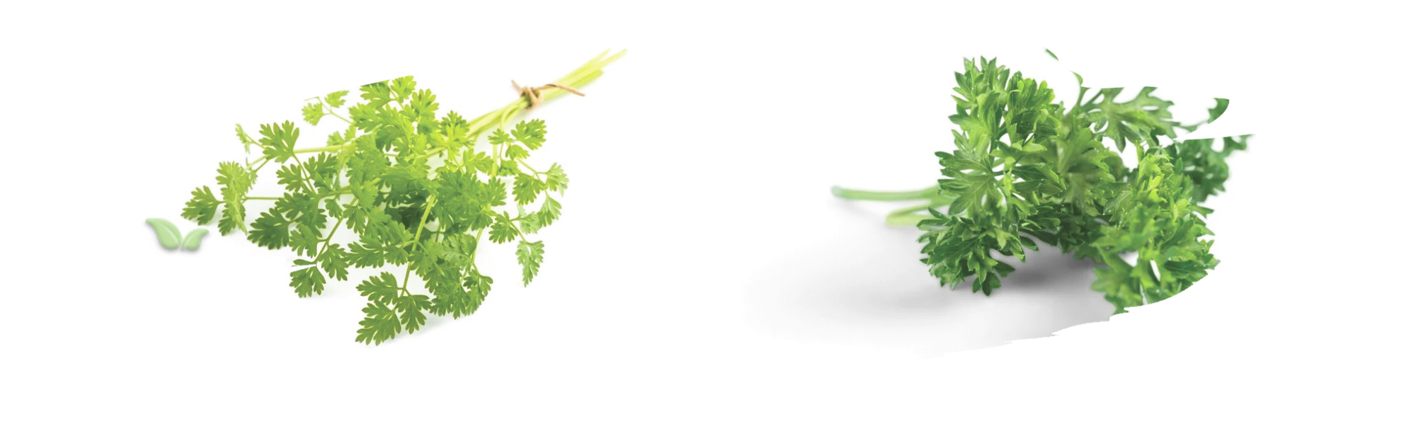 comparison of herbs demonstrating flavor and garnish versatility
