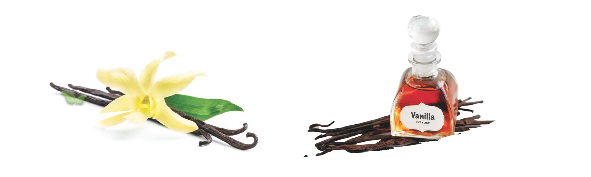 comparison of vanilla forms demonstrating flavor richness and culinary use