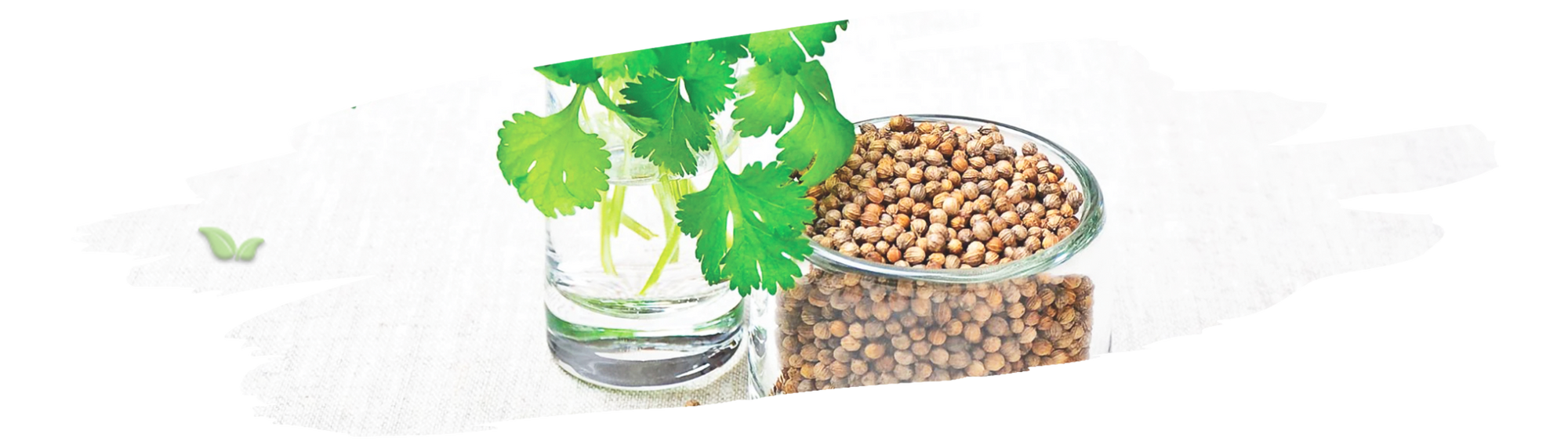 chef using coriander leaves and seeds in cooking demonstrating versatile applications