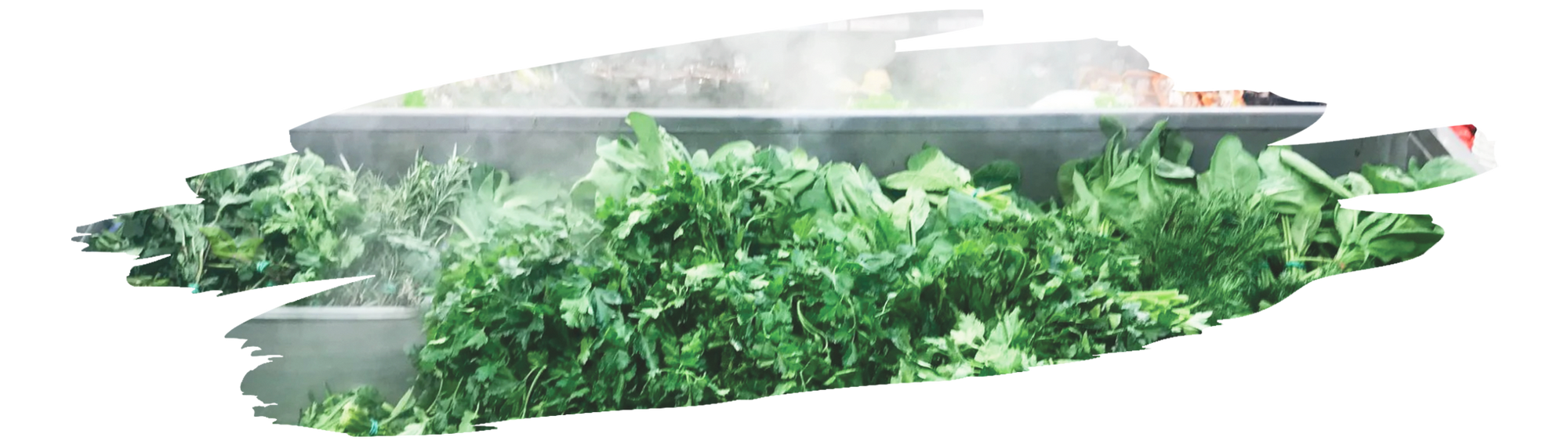 fresh coriander leaves wrapped and refrigerated demonstrating how to keep them fresh longer