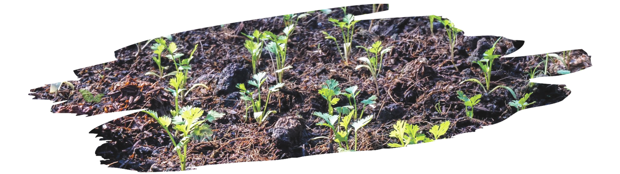 gardener harvesting fresh coriander leaves from home garden