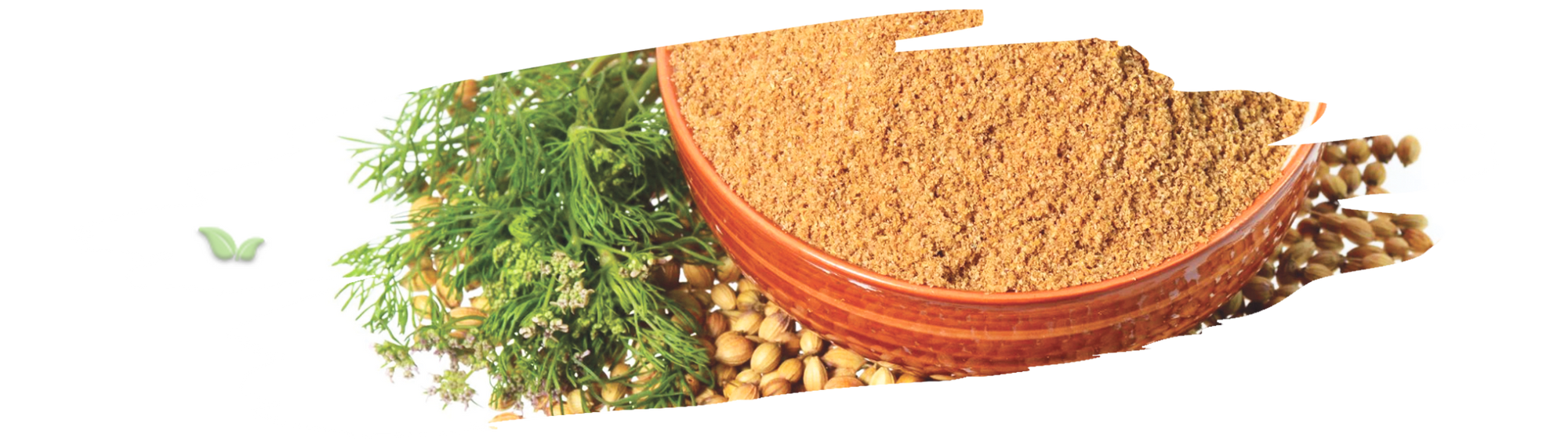 ancient spice jars with coriander representing its origin and long culinary history