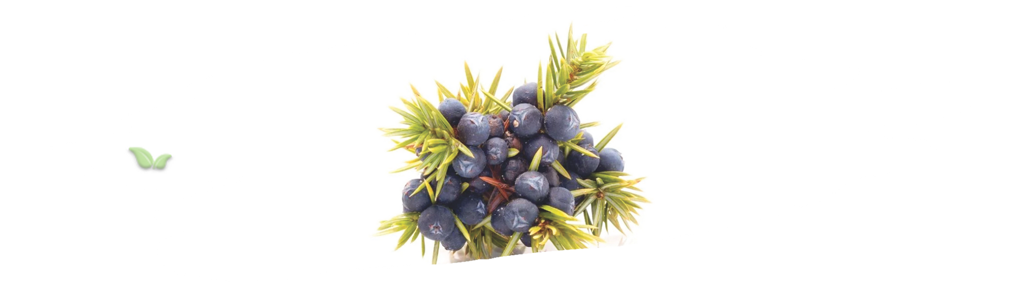 The Versatility of Juniper Berries in Savory and Sweet Applications