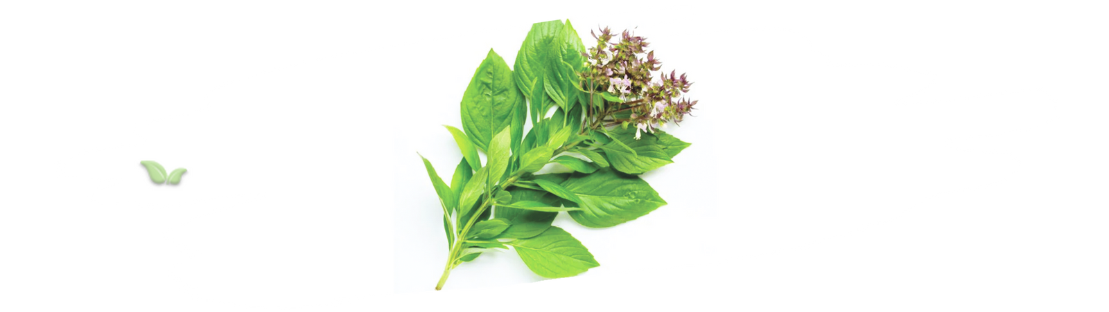 chef adding Thai basil to stir fry demonstrating essential herb in Thai cooking