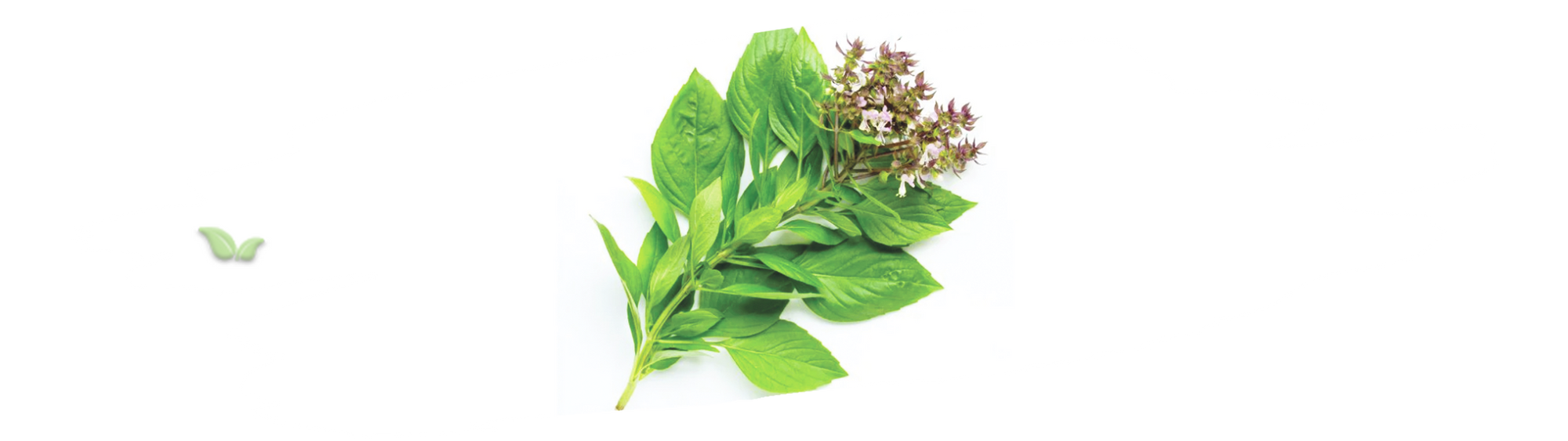 chef adding Thai basil to stir fry demonstrating essential herb in Thai cooking