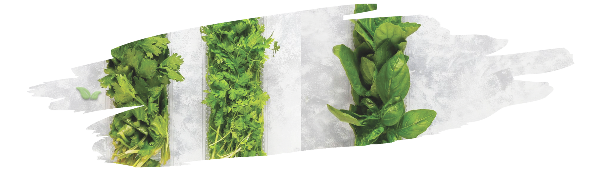comparison of basil and cilantro highlighting aroma flavor and cooking applications